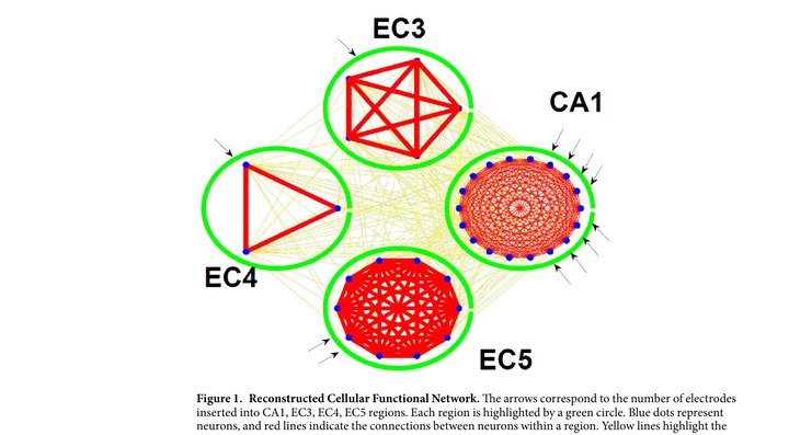 Evaluating the Small-World-Ness of a Sampled Network: Functional Connectivity of Entorhinal-Hippocampal Circuitry
