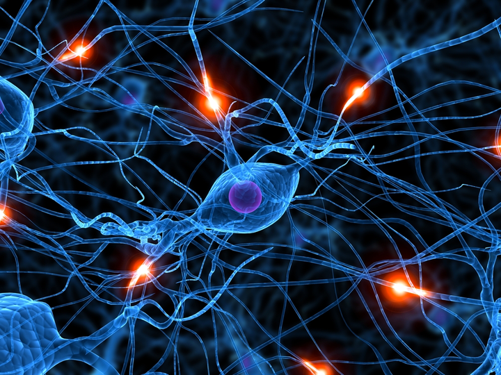 Synthetic-Neuroscore: Using a Neuro-AI Interface for Evaluating Generative Adversarial Networks